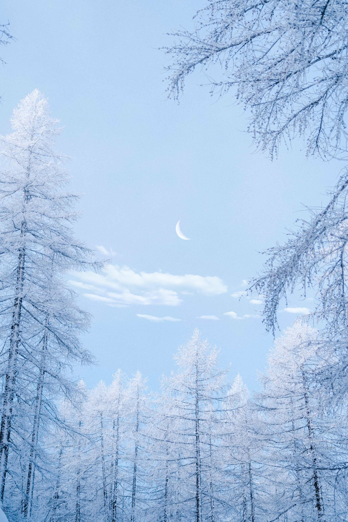 29 JANVIER 2025, NOUVELLE LUNE EN VERSEAU